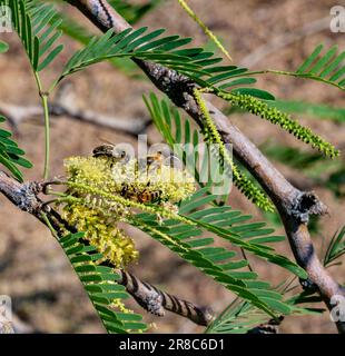 Les abeilles sur les fleurs du mésite chilien, prosopis chilensis, en mai près de la mer de Salton, en Californie. Semblable à la mésentie du miel, prosopis glandulosa. Banque D'Images