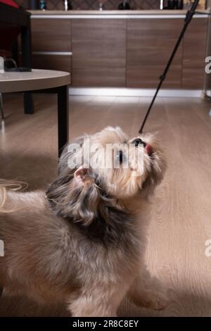 photo d'un chien de petite race debout sur le sol, regardant vers le haut et collant sa langue Banque D'Images