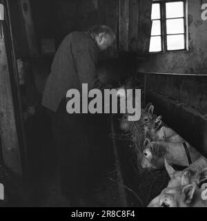 Réel 18-7-1960: Strømbu-Kara six anciens bacheliers ont une pension à Sollia et le rendent si confortable pour les invités qu'ils reviennent vingt ans de suite. Photo: Aage Storløkken / Aktuell / NTB ***PHOTO NON TRAITÉE*** Banque D'Images