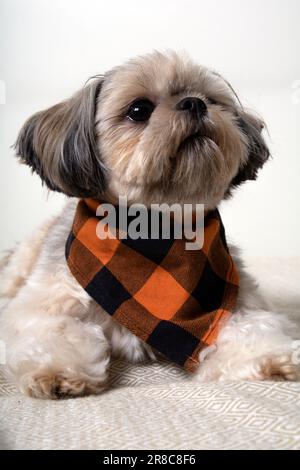 Photo du chien Shih Tzu allongé sur le canapé et regardant de près Banque D'Images