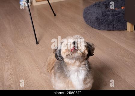 photo d'un chien de petite race dont la langue dépasse Banque D'Images