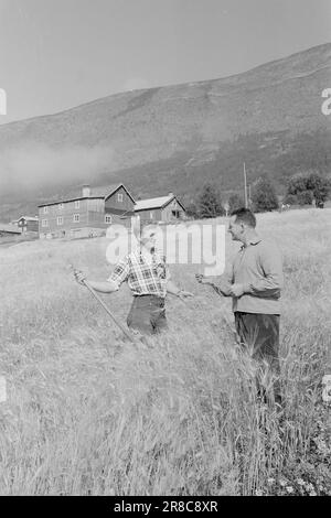 Actuel 39-4-1960: Étudiant agriculteur à Tigerstaden. L'étudiant Lars Ramstad est transplanté du village de montagne de Skjåk aux blocs de béton d'Oslo. 'Dur,' dit-il, 'mais ça va fonctionner'.photo: Ivar Aaserud / Aktuell / NTB Banque D'Images