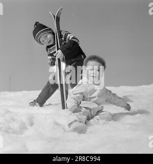 Courant 18-11-1960: Désactivé pour le champion 1980 l'école de ski de Tomm Murstad a eu sa course finale. Les enfants de tous âges mettent beaucoup d'effort. Les enfants ne savent pas de course dans la neige norvégienne, deux enfants jouent paisiblement ensemble, malgré leur couleur de peau différente. Leur bon souhait de Pâques : un monde sans divisions artificielles quand ils grandissent. Photo: Ivar Aaserud / Aktuell / NTB ***PHOTO NON TRAITÉE*** Banque D'Images