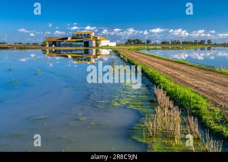 Barn se reflète sur un champ de riz, Isla Mayor, Séville, Espagne. Banque D'Images