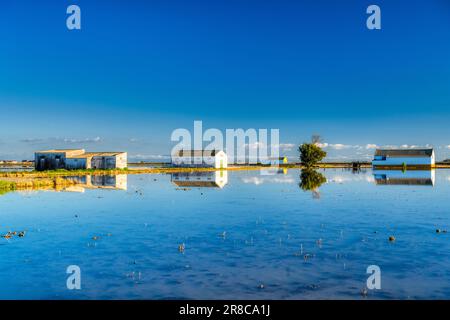 Fermes reflétées sur un champ de riz, Isla Mayor, Séville, Espagne. Banque D'Images