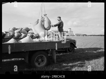 Courant 40-4-1960 : le grain suit la brise du jet. Le grain est cultivé entre les pistes et les taxis à Stavanger Lufthavn Sola.photo: Sverre A. Børretzen / Aktuell / NTB ***PHOTO NON TRAITÉE*** Banque D'Images