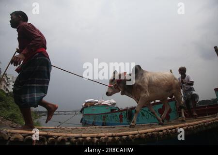 Dhaka Bangladesh 20jun2023 commerçants déchargeant un navire d'animaux sacrificiels pour le prochain Aïd al-Adha au marché aux bovins de Dhaka Bangladesh. Nazmul Islam/alamy Live News. Banque D'Images