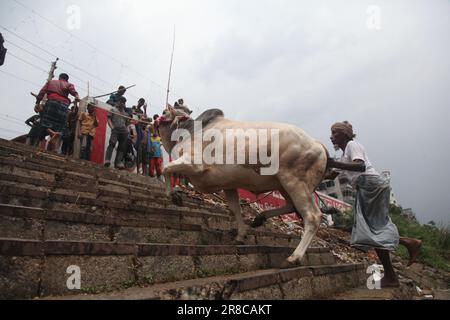 Dhaka Bangladesh 20jun2023 commerçants déchargeant un navire d'animaux sacrificiels pour le prochain Aïd al-Adha au marché aux bovins de Dhaka Bangladesh. Nazmul Islam/alamy Live News. Banque D'Images