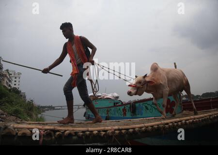 Dhaka Bangladesh 20jun2023 commerçants déchargeant un navire d'animaux sacrificiels pour le prochain Aïd al-Adha au marché aux bovins de Dhaka Bangladesh. S.O. Banque D'Images