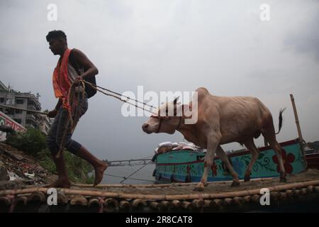 Dhaka Bangladesh 20jun2023 commerçants déchargeant un navire d'animaux sacrificiels pour le prochain Aïd al-Adha au marché aux bovins de Dhaka Bangladesh. Nazmul Islam/alamy Live News. Banque D'Images