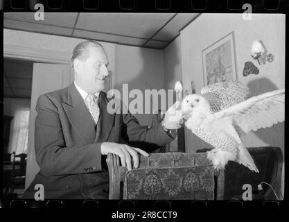 Courant 48-6-1960 : Angry film People Sing out.meterants sont contrariés que le Centre norvégien du film ne comprend pas la production cinématographique de films de la nature et de documentaires. Expert animal Per Høst a gagné une réputation internationale pour ses films. Ici avec un hibou. Photo: Sverre A. Børretzen / Aktuell / NTB ***PHOTO NON TRAITÉE*** Banque D'Images