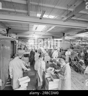 Actuel 33-3-1960: Carrière en rouge, blanc et vert le jeune homme de Drammen a tout le grand Copenhague dans son régime. Bjørn Lindstad est directeur du marché de gros le plus moderne d'Europe, en deux ans également l'un des plus importants au monde. Photo: Ivar Aaserud / NTB / Aktuell ***PHOTO NON TRAITÉE*** Banque D'Images