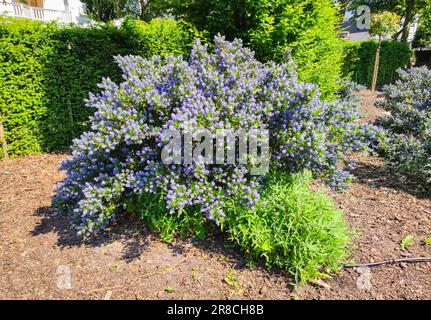 Arbuste avec de petites fleurs violettes à bleues dans une cour arrière Banque D'Images