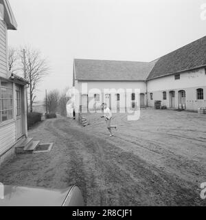 Courant 21-6-1960: Viljebunt de Jæren Norvège, le seul participant de gymnastique aux Jeux Olympiques, Åge Storhaug, s'entraîne chez lui à Løa. Photo: Ivar Aaserud / Aktuell / NTB ***PHOTO NON TRAITÉE*** Banque D'Images