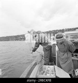 Actuel 31-8-1960: Eaux usées l'eau de baignade nous nous jetons dans le musc plancton et les bactéries intestinales dans le fjord intérieur - mais est-ce dangereux pour la santé? Personne ne sait rien à ce sujet - pour l'instant. Photo: Ivar Aaserud / Aktuell / NTB ***PHOTO NON TRAITÉE*** Banque D'Images