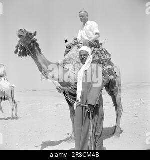 Courant 2-4-1960: Courte rencontre avec l'Égypte l'Égypte de Nasser est le pays de contradictions étourdissantes, et beaucoup plus que des pyramides et des chameaux. Photo: Asmund Rørslett / Aktuell / NTB ***PHOTO NON TRAITÉE Banque D'Images