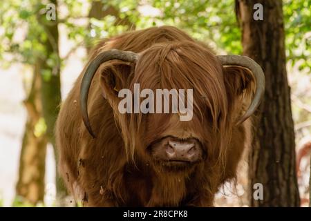 Scottish highlander avec des cornes vers le bas regarde directement dans la caméra sur le Mookerheide à Limbourg, les pays-Bas, l'Europe Banque D'Images
