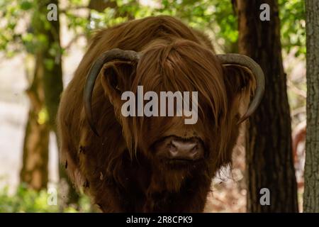 Scottish highlander avec des cornes vers le bas regarde directement dans la caméra sur le Mookerheide à Limbourg, les pays-Bas, l'Europe Banque D'Images