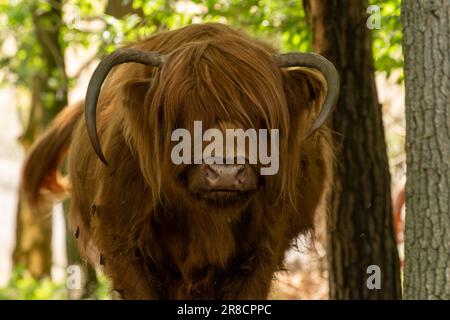 Scottish highlander avec des cornes vers le bas regarde directement dans la caméra sur le Mookerheide à Limbourg, les pays-Bas, l'Europe Banque D'Images