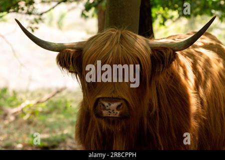 Scottish highlander regarde directement dans la caméra sur le Mookerheide à Limbourg, pays-Bas, Europe Banque D'Images