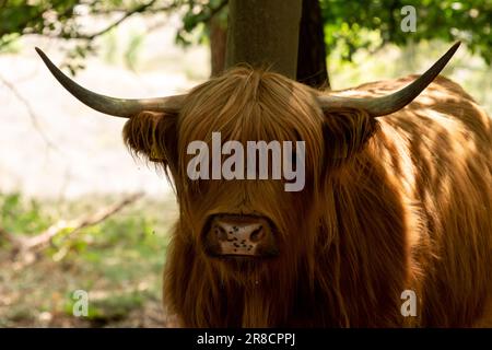 Scottish highlander regarde directement dans la caméra sur le Mookerheide à Limbourg, pays-Bas, Europe Banque D'Images