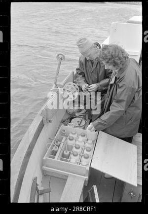 Actuel 31-8-1960: Eaux usées l'eau de baignade nous nous jetons dans le musc plancton et les bactéries intestinales dans le fjord intérieur - mais est-ce dangereux pour la santé? Personne ne sait rien à ce sujet - pour l'instant. Photo: Ivar Aaserud / Aktuell / NTB ***PHOTO NON TRAITÉE*** Banque D'Images