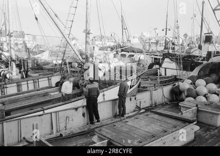 Réel 13-1-1960: Boom sur la mer du hareng la pêche au hareng a échoué pour la troisième année consécutive. Photo: Sverre A. Børretzen / Aktuell / NTB ***PHOTO NON TRAITÉE*** Banque D'Images