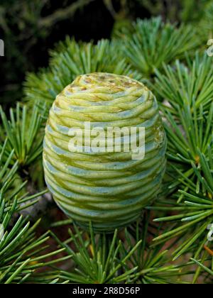 Cône de cèdre de l'Himalaya (Cedrus deodara), vue rapprochée. Banque D'Images