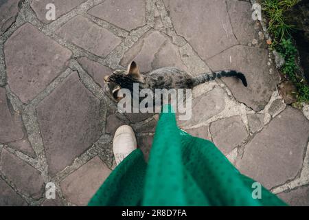 Un chat assis près d'un pied d'une fille . Vue de dessus. Photo de haute qualité Banque D'Images