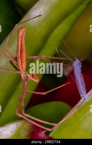 Araignée roufous Net-Casting, Deinopsis subrufa. Banque D'Images