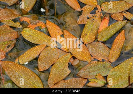 Potamogeton (Potamogeton natans) le long de Wetlands Loop, site de loisirs Wildwood, Bureau de gestion des terres du district de Salem, Oregon Banque D'Images