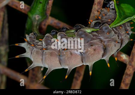 Cairns Birdwing Butterfly, ornithoptera euphorion, Caterpillar, pupa Banque D'Images