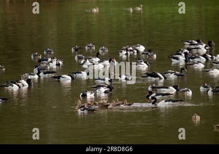 Magpie Geese, Hastie Swamp, Nth Queensland, Australie. Banque D'Images