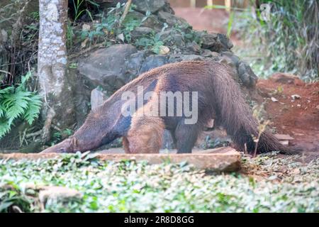 Anteater géant, animal mignon du Brésil. Myrmecophaga tridactyla, animal exotique et endémique. Scène de la faune. Banque D'Images