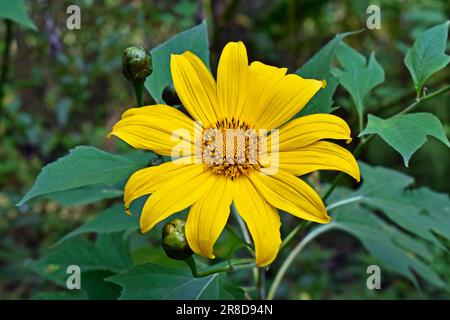 Tournesol mexicain ou marigot d'arbre (Tithonia diversifolia) sur le jardin Banque D'Images