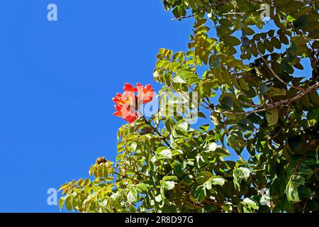 Fleurs de tulipes africaines (Spathodea campanulata), Teresopolis, Brésil Banque D'Images