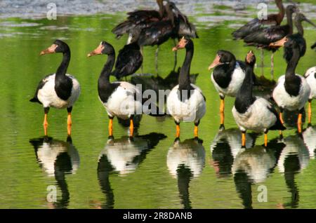 Magpie Geese, Hastie Swamp, Nth Queensland, Australie. Banque D'Images