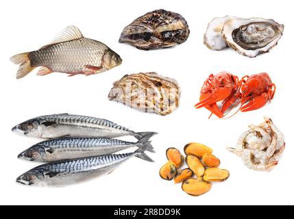 Collage avec différents fruits de mer sur fond blanc Banque D'Images