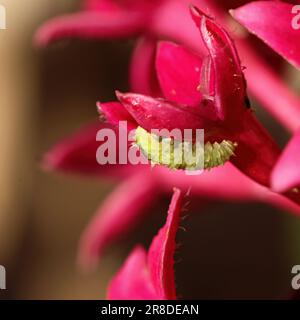 Photo de nature aléatoire d'une petite fleur rouge avec une petite chenille verte dessus. Banque D'Images