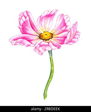 Fleur COSMOS isolée sur fond blanc. Fleur rose aquarelle dessinée à la main. COSMOS pour la conception d'emballages, de fonds, d'étiquettes, de cartes postales, de tex Banque D'Images