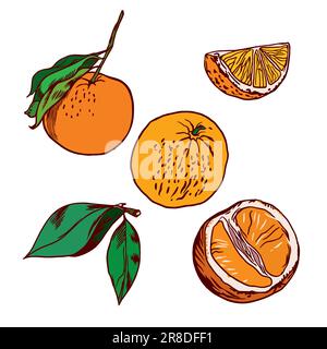 Fruits orange, feuilles, tranches d'orange. Illustration vectorielle orange sur fond blanc. Papier d'emballage, étiquettes et couvertures pour produits alimentaires et cosmétiques Illustration de Vecteur