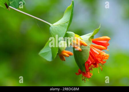 Honeysuckle de trompette de l'Ouest (Lonicera ciliosa), rivière sauvage et pittoresque de Metolius, forêt nationale de Deschutes, Oregon Banque D'Images