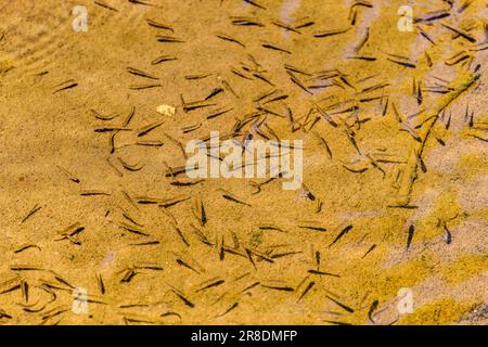 Poisson-minnow ou saumon poisson juvénile dans le ruisseau. Le méné est le nom commun d'un certain nombre d'espèces de petits poissons d'eau douce. Banque D'Images