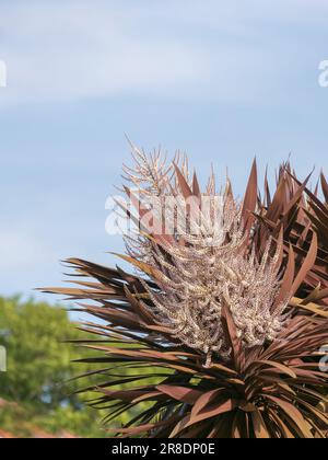 Palmier à gazon rouge ou arbre de chou de Nouvelle-Zélande floraison en été cordyline australis Banque D'Images