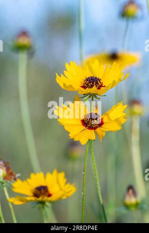 Coreopsis basalis, ou tickseed à onde dorée, vu d'en dessous contre un ciel bleu. Banque D'Images