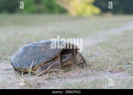 Une tortue commune, Chelydra serpentina, reposant sur un sentier dans l'est du Texas. Banque D'Images