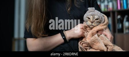 Tondeuse tenant un chat gris enveloppé dans une serviette après le lavage. Banque D'Images