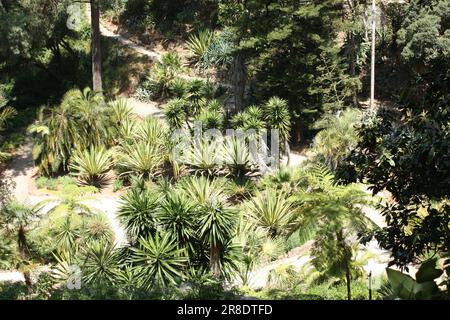 Le jardin mexicain au Monserrate Palace près de Sintra, Portugal Banque D'Images