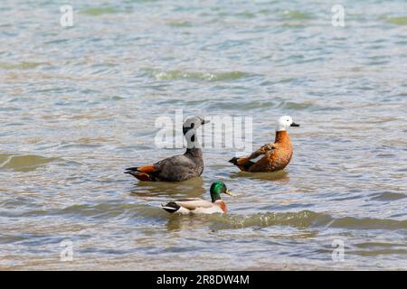 couples de canards de mer paradisiaques et de canards de mer mâles flottant sur les eaux peu profondes du lac wanaka southland nouvelle-zélande Banque D'Images