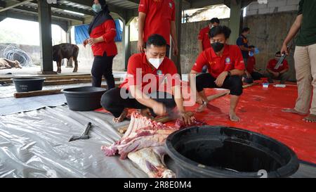 le processus de coupe de la viande sacrificielle pour chaque partie Banque D'Images